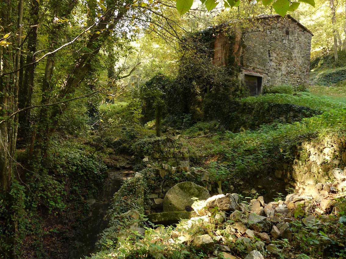 Ai margini di un bosco maremmano...